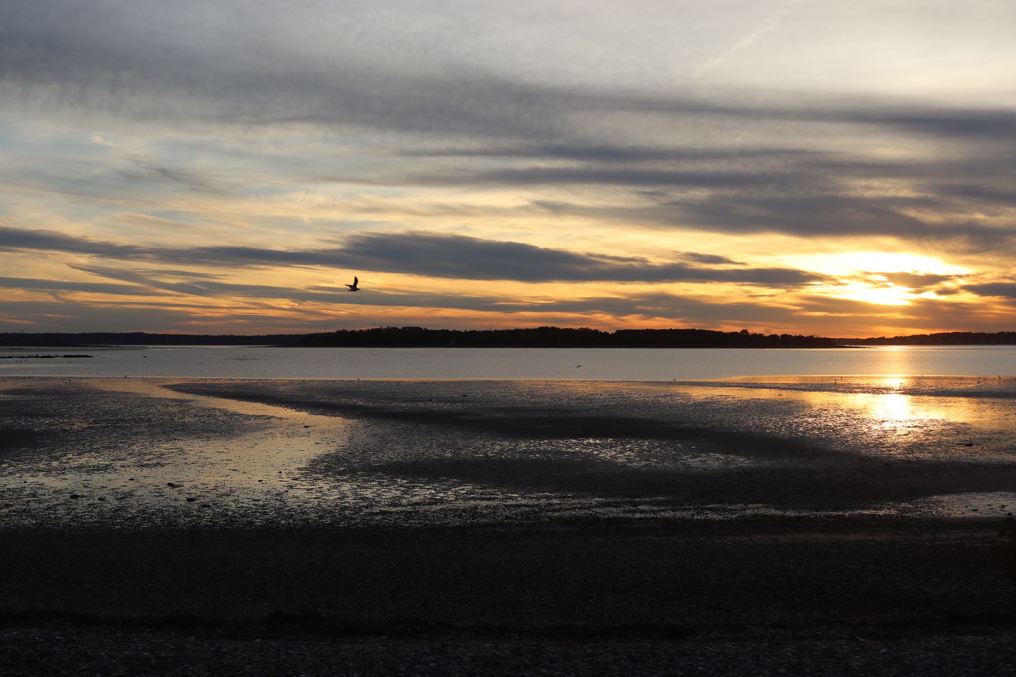 Sunset over a tidal flat, with a gull in flight.